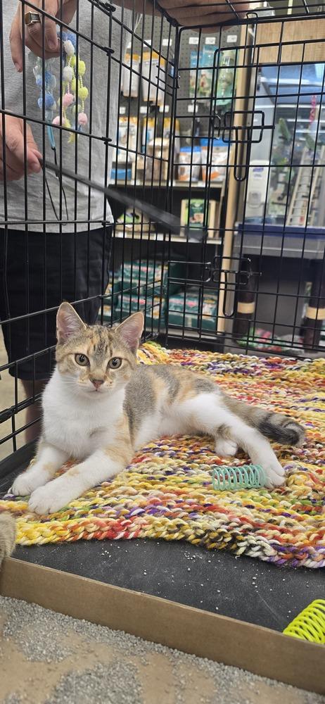 Enlarge Hildegard, a Adoptable Domestic Short Hair in Kinston, NC image 2/2