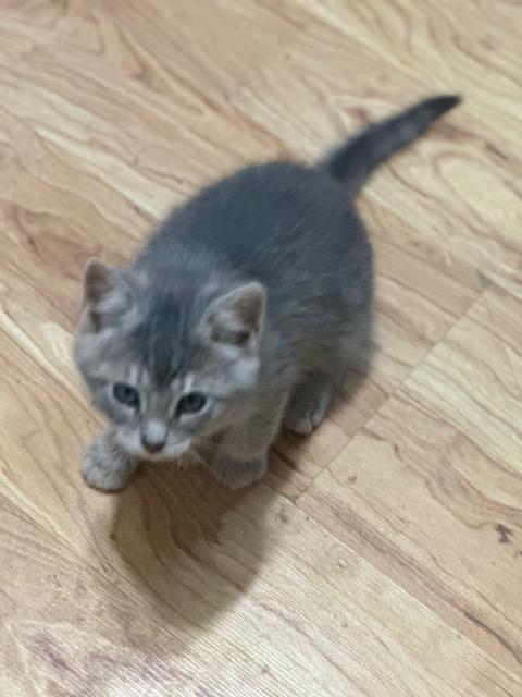Molly, a ADOPTABLE Domestic Short Hair in Lakeville, MN image 5/6