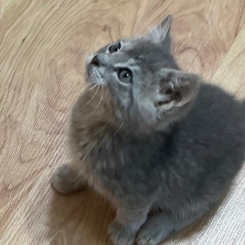 Molly, a ADOPTABLE Domestic Short Hair in Lakeville, MN image 3/6