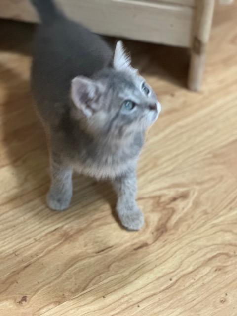 Molly, a ADOPTABLE Domestic Short Hair in Lakeville, MN image 2/6