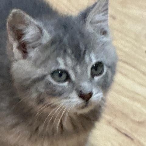 Molly, a ADOPTABLE Domestic Short Hair in Lakeville, MN image 6/6