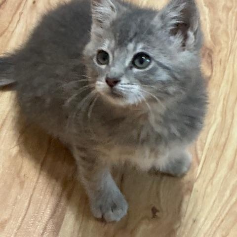 Molly, a ADOPTABLE Domestic Short Hair in Lakeville, MN image 4/6