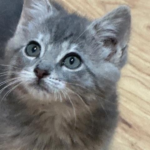 Molly, a ADOPTABLE Domestic Short Hair in Lakeville, MN image 1/6