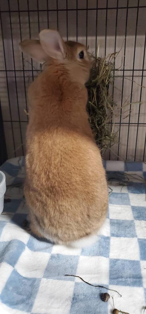 Keyo (Kee-you), Adoptable, Adult Male Bunny Rabbit.