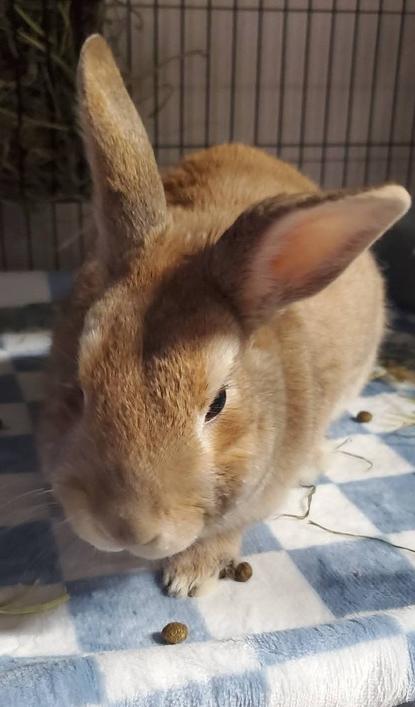 Enlarge Keyo (Kee-you), a Adoptable Bunny Rabbit in Port Saint Lucie, FL image 2/2