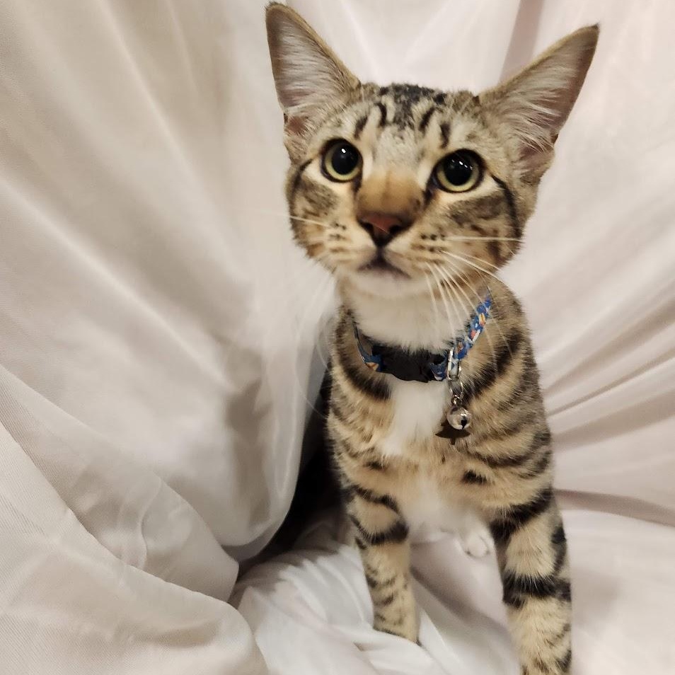 Oregano, adopted, Young Male Tabby & Domestic Short Hair.