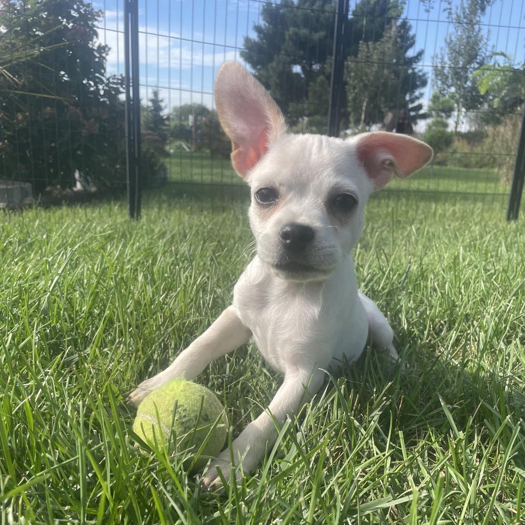 Kenzie, Adoptable, Puppy Female Terrier & Mixed Breed.