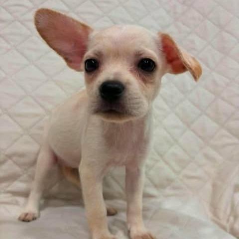 Enlarge Kenzie, a Adoptable mixed breed in Alma, WI image 2/5