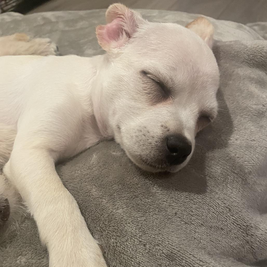Enlarge Kenzie, a Adoptable mixed breed in Alma, WI image 3/5