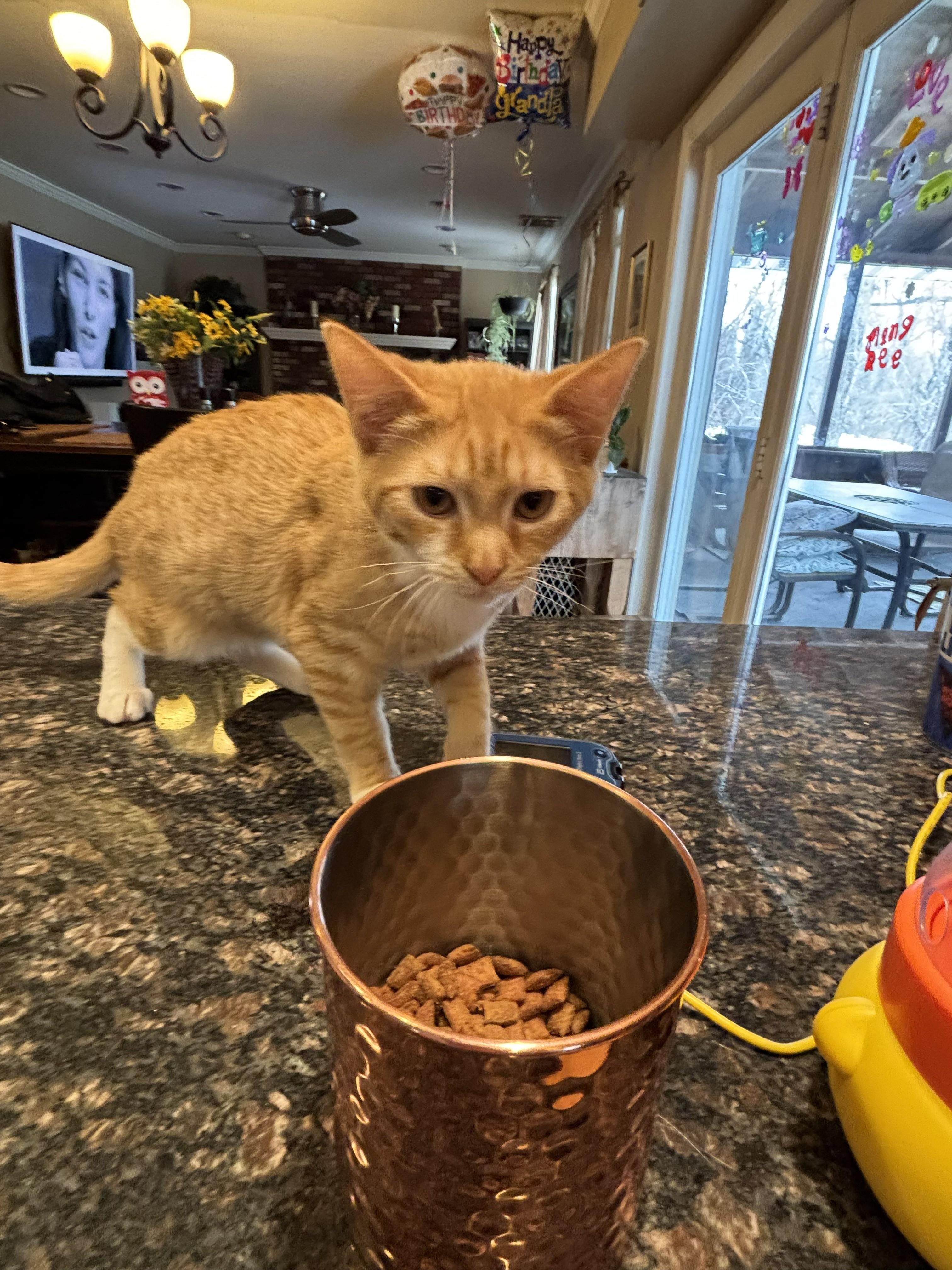 Enlarge Quinn, a ADOPTABLE Domestic Short Hair in Salt Point, NY image 3/3