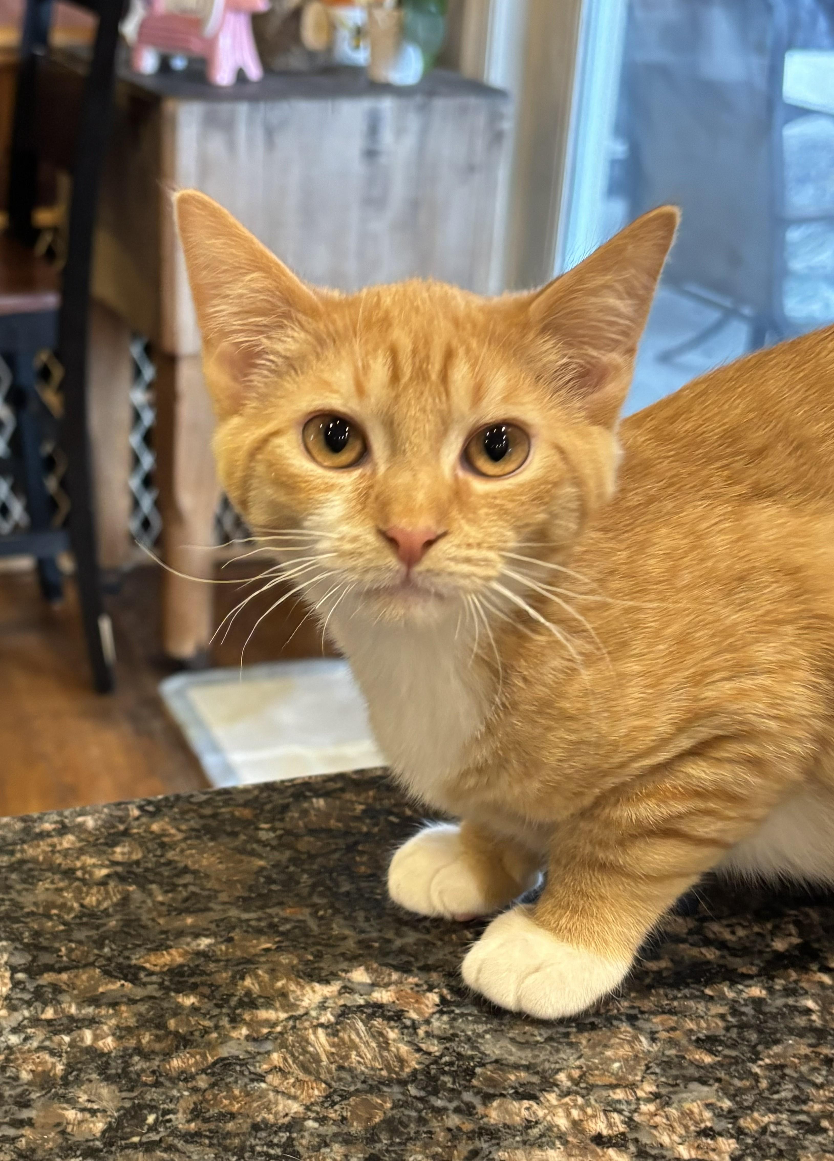 Enlarge Quinn, a ADOPTABLE Domestic Short Hair in Salt Point, NY image 1/3