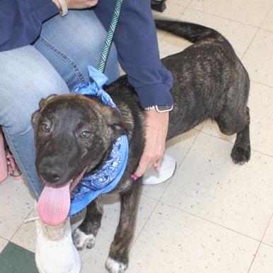 Rex, Adoptable, Puppy Male Plott Hound.