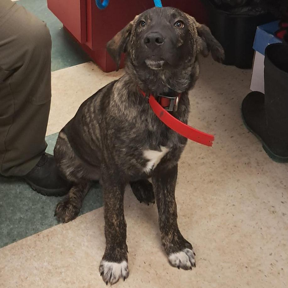 Enlarge Rex, a Adoptable Plott Hound in Birmingham, AL image 2/2