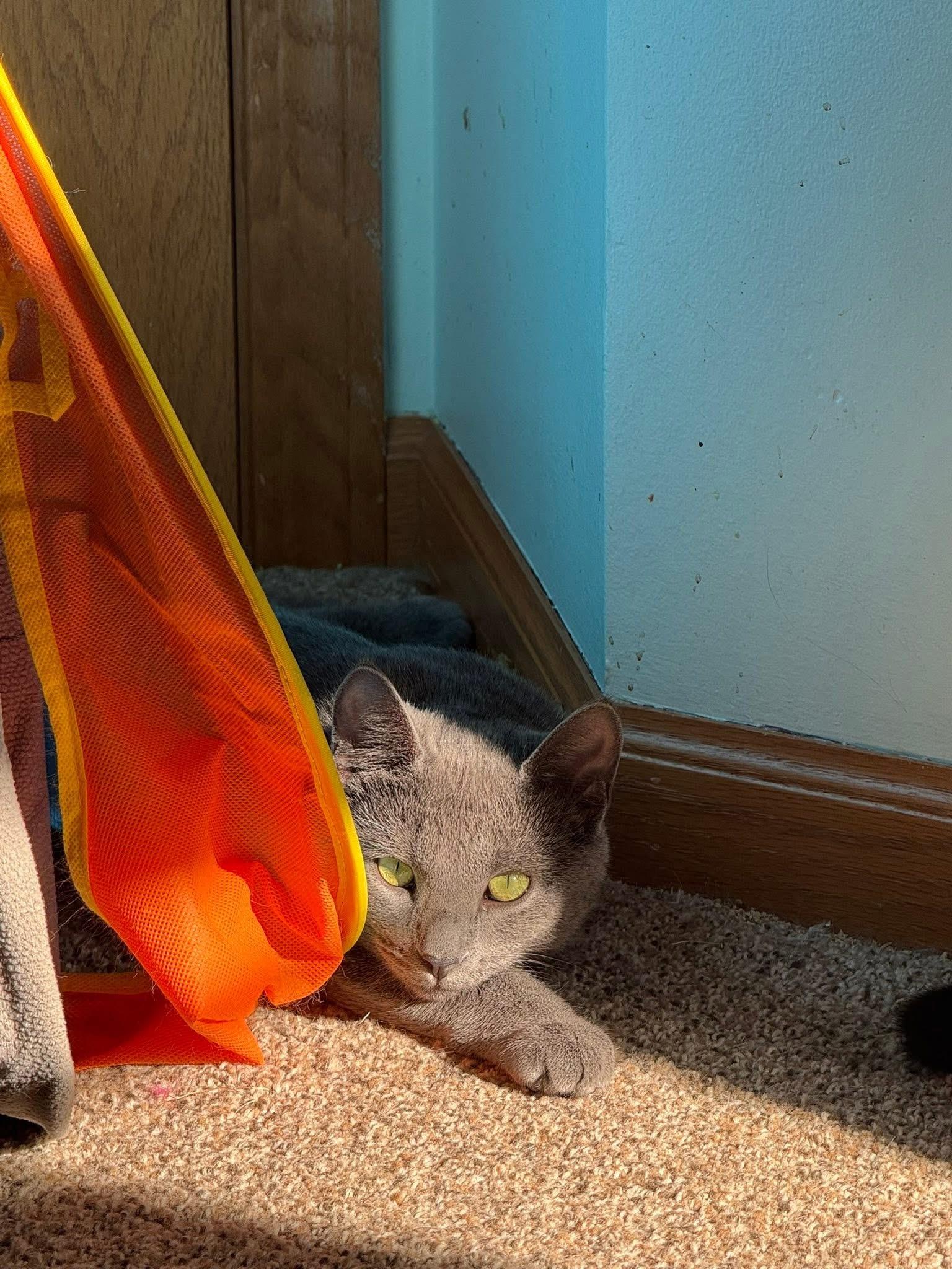 Misha & Cobalt (BONDED PAIR), a ADOPTABLE mixed breed in Orland Park, IL image 4/6