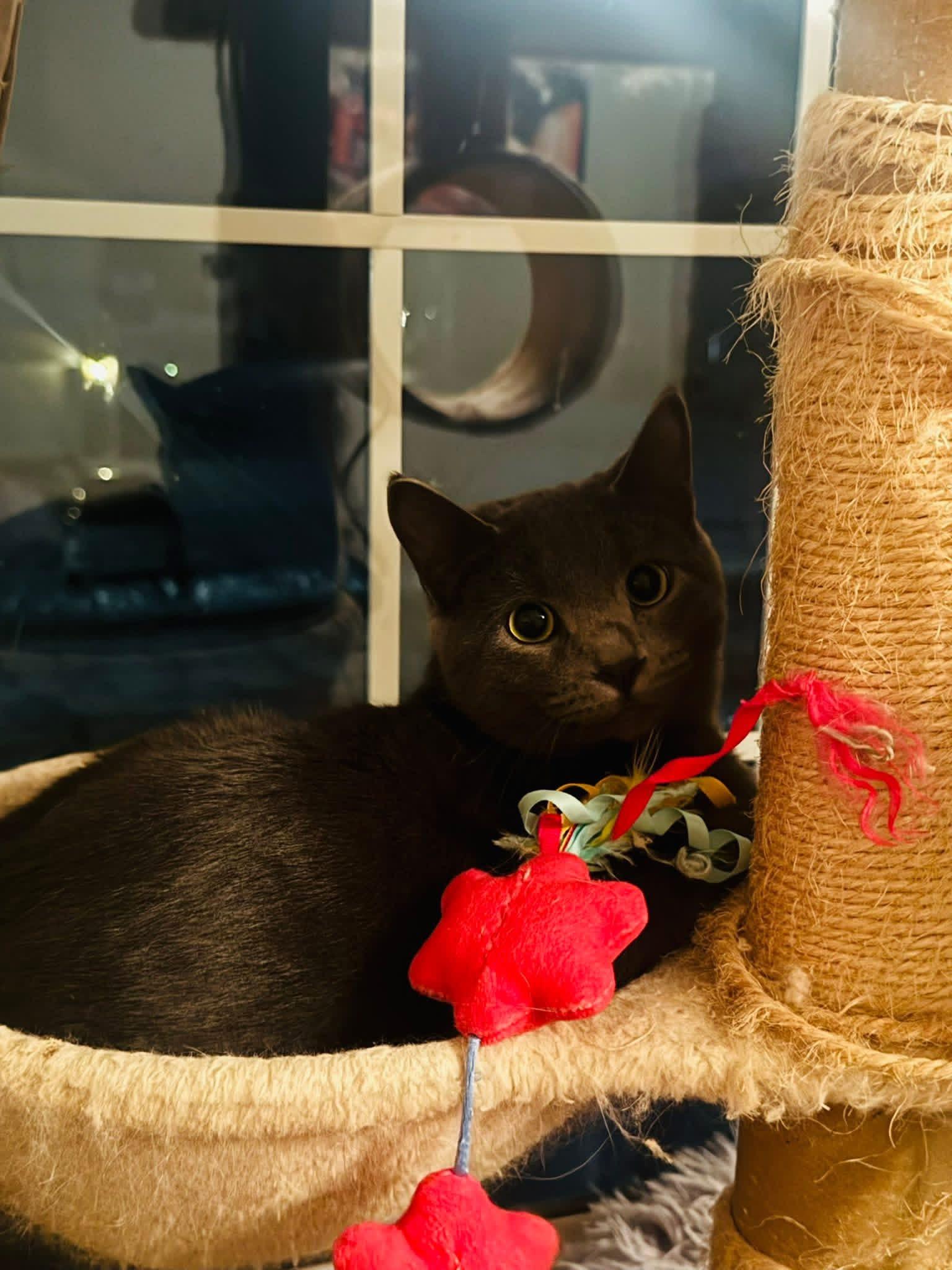 Misha & Cobalt (BONDED PAIR), a ADOPTABLE mixed breed in Orland Park, IL image 5/6