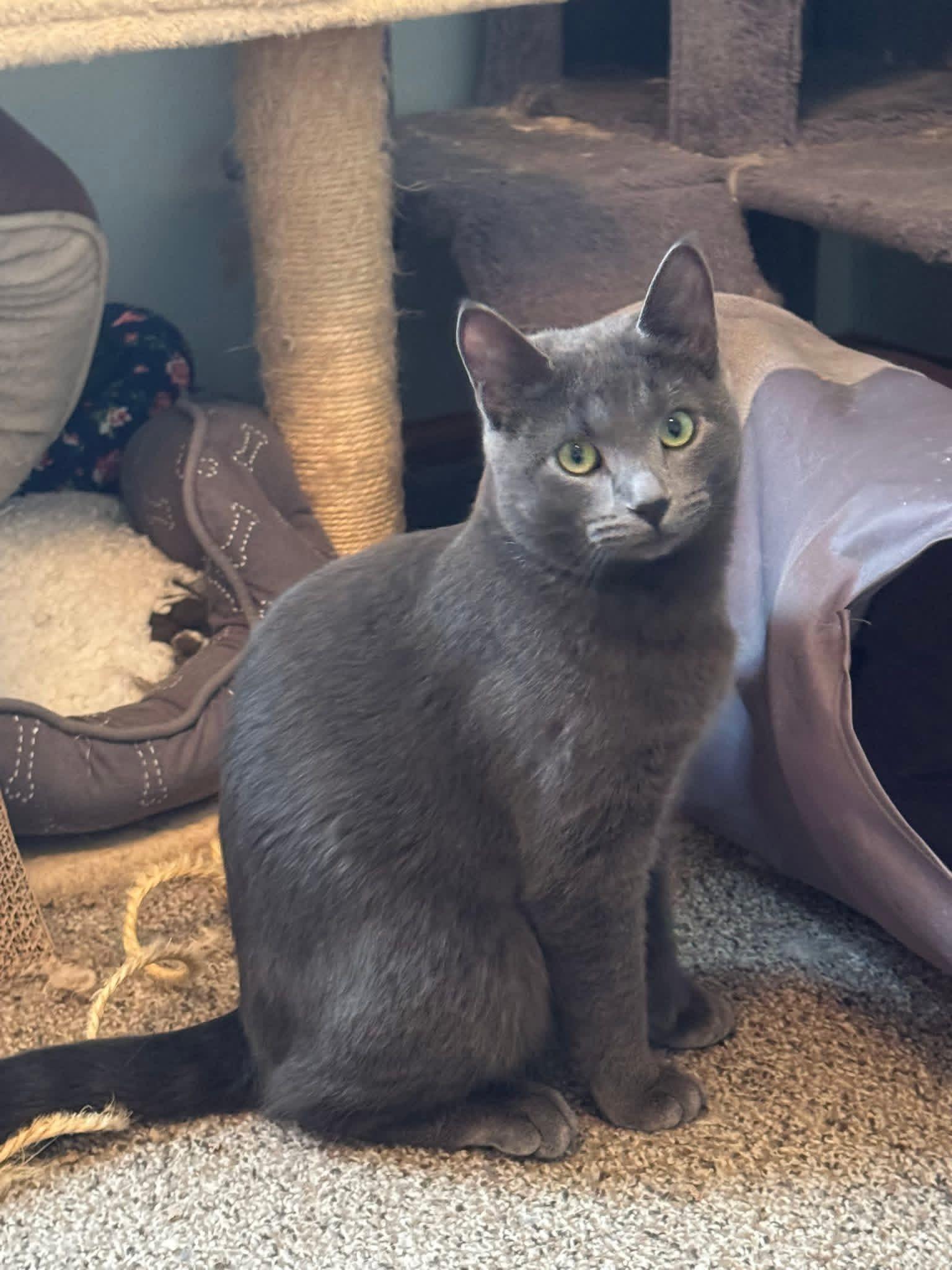 Misha & Cobalt (BONDED PAIR), a ADOPTABLE mixed breed in Orland Park, IL image 1/6