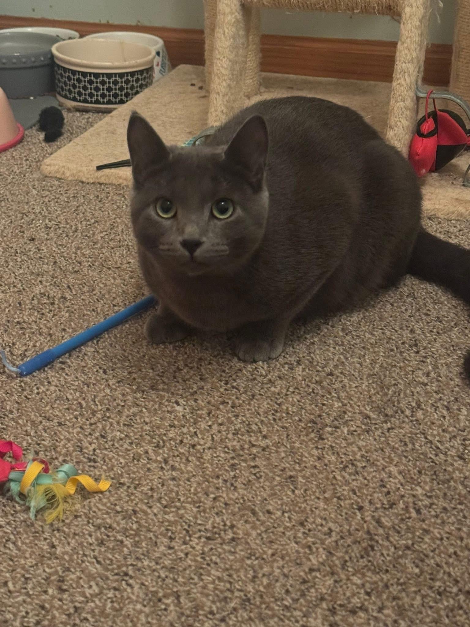Misha & Cobalt (BONDED PAIR), a ADOPTABLE mixed breed in Orland Park, IL image 3/6