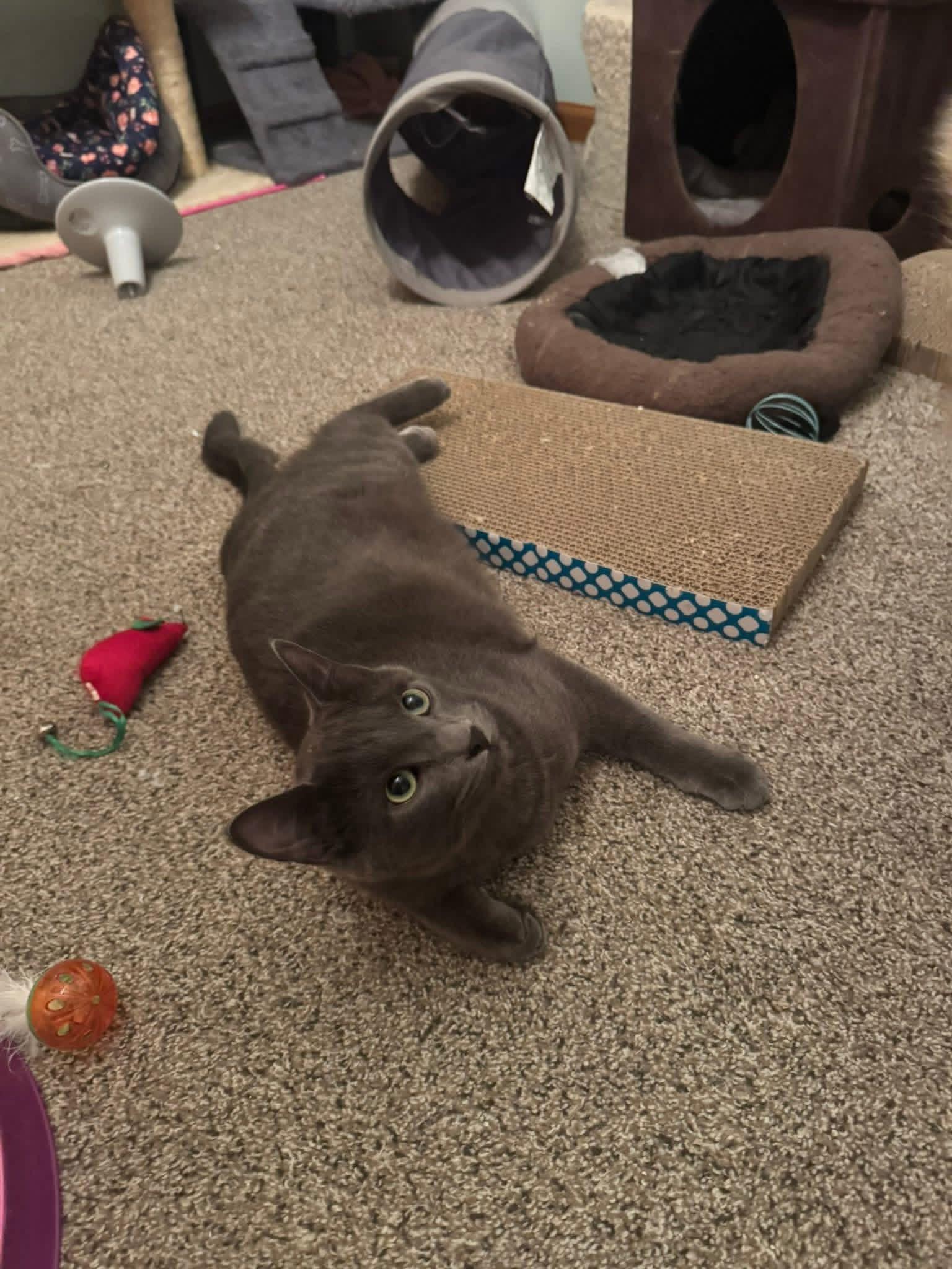 Misha & Cobalt (BONDED PAIR), a ADOPTABLE mixed breed in Orland Park, IL image 2/6