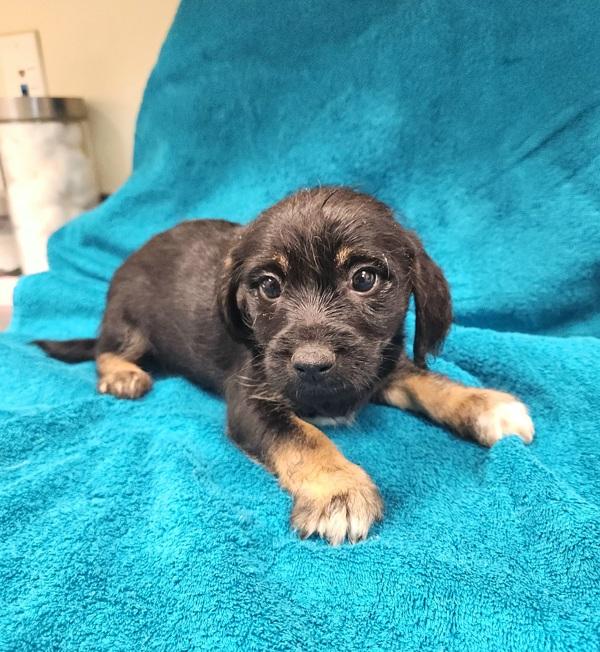 Clifford, Adoptable, Puppy Male Chihuahua.