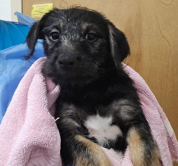 Enlarge Clifford, a Adoptable mixed breed in Kennewick, WA image 2/3