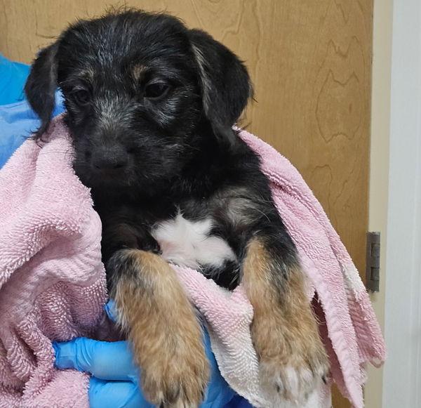 Enlarge Clifford, a Adoptable mixed breed in Kennewick, WA image 3/3