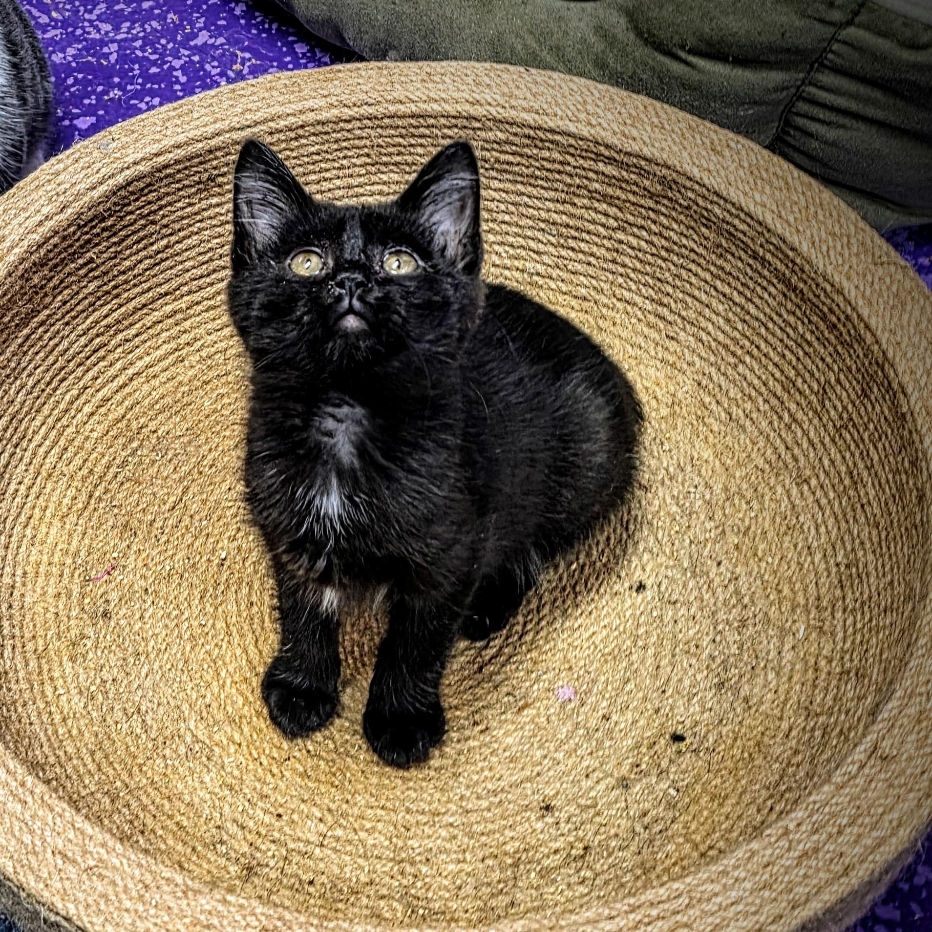 Enlarge Apollo, a Adopted Domestic Medium Hair in Greensburg, PA image 2/2