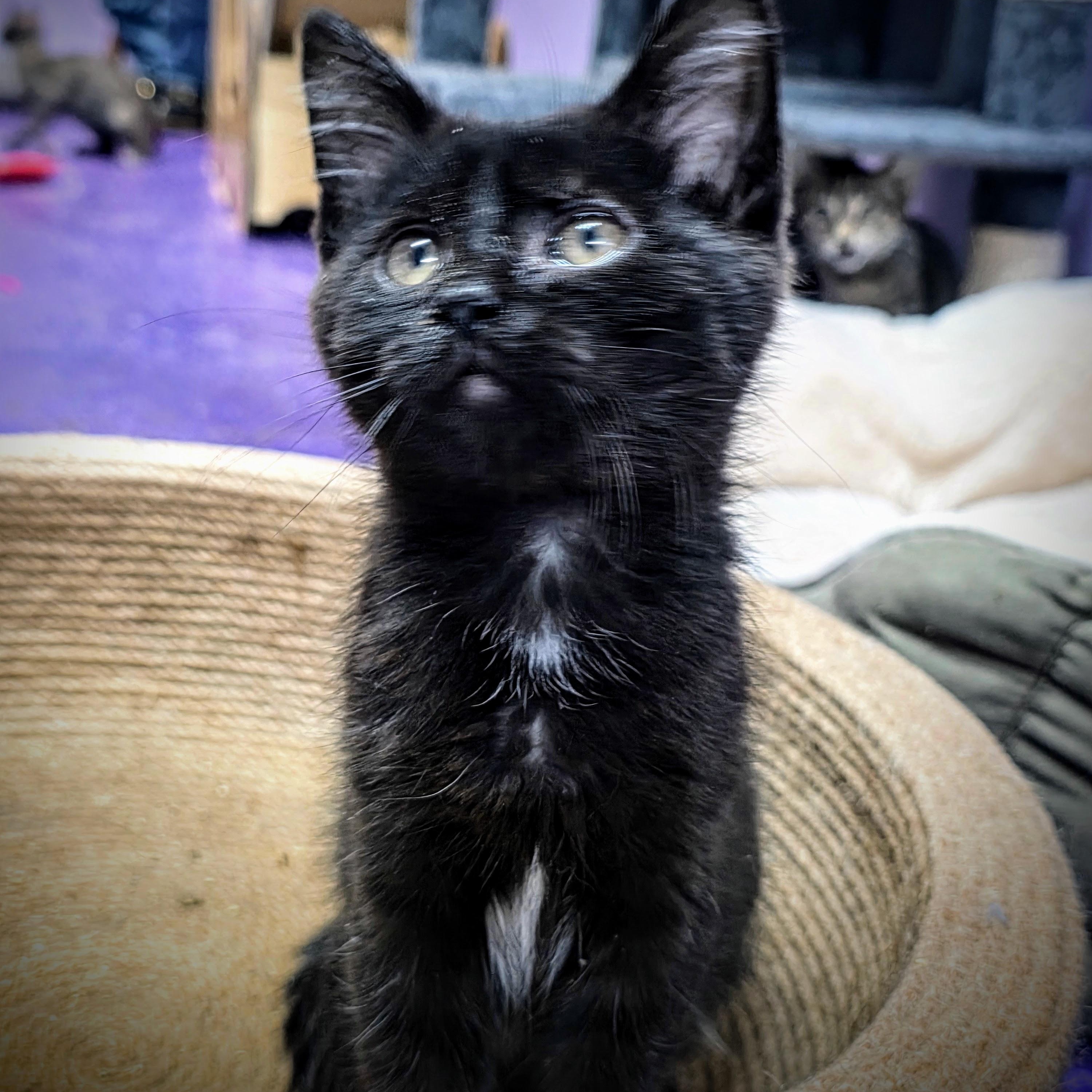 Enlarge Apollo, a Adopted Domestic Medium Hair in Greensburg, PA image 1/2