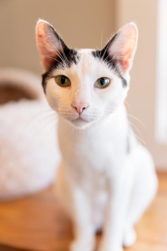 Sage, a Adoptable Domestic Short Hair in Dayton, OH image 1/6