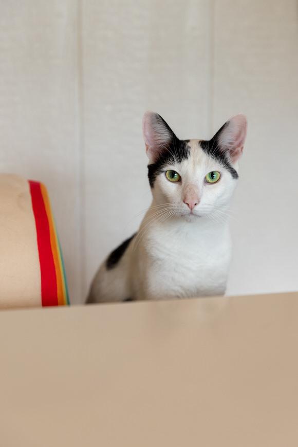 Sage, a Adoptable Domestic Short Hair in Dayton, OH image 2/6