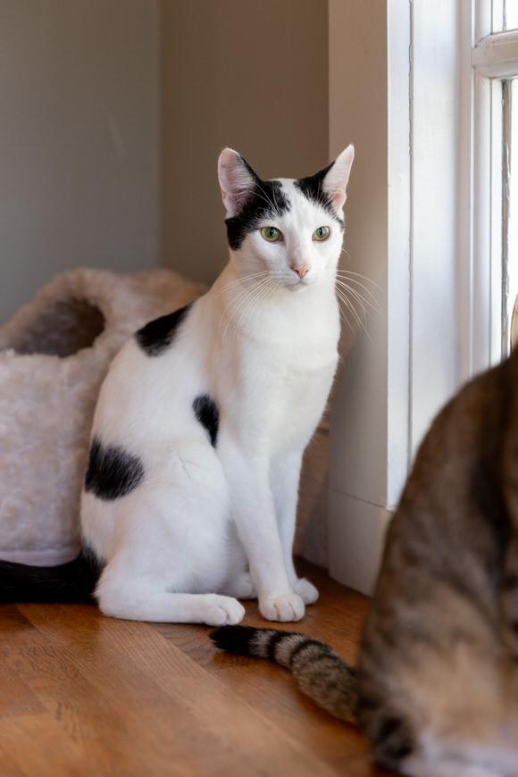 Sage, a Adoptable Domestic Short Hair in Dayton, OH image 3/6