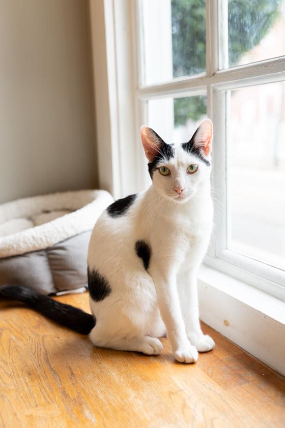 Sage, a Adoptable Domestic Short Hair in Dayton, OH image 4/6