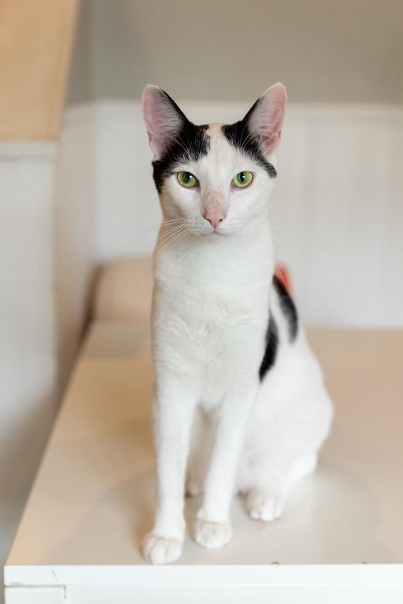 Sage, a Adoptable Domestic Short Hair in Dayton, OH image 5/6