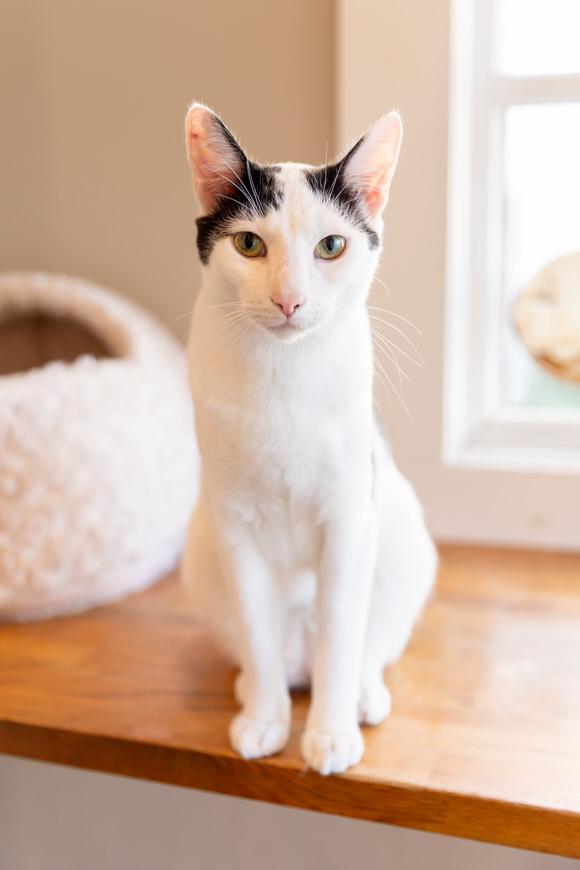 Sage, a Adoptable Domestic Short Hair in Dayton, OH image 6/6