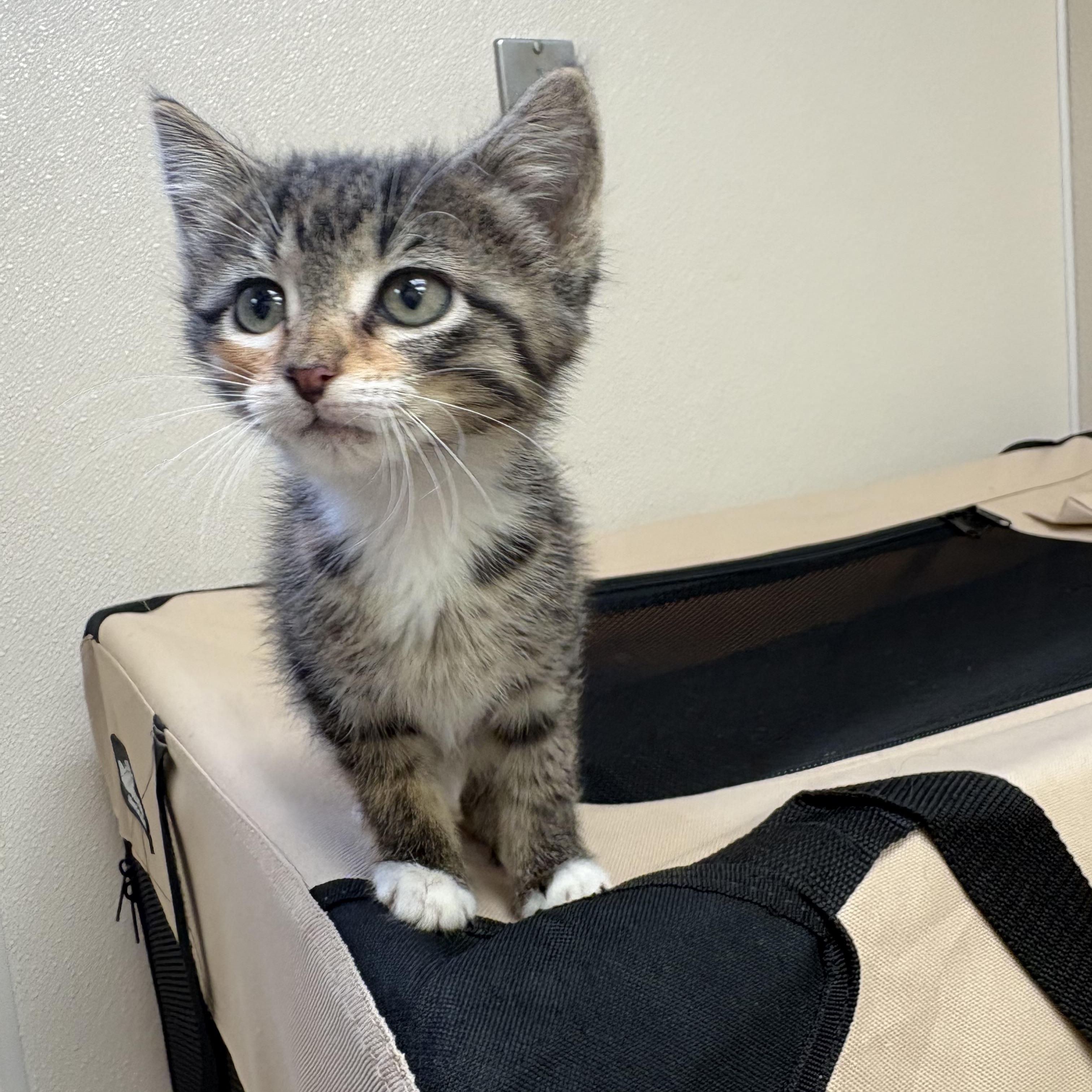 Kittens, a ADOPTABLE mixed breed in Hays, KS image 3/3