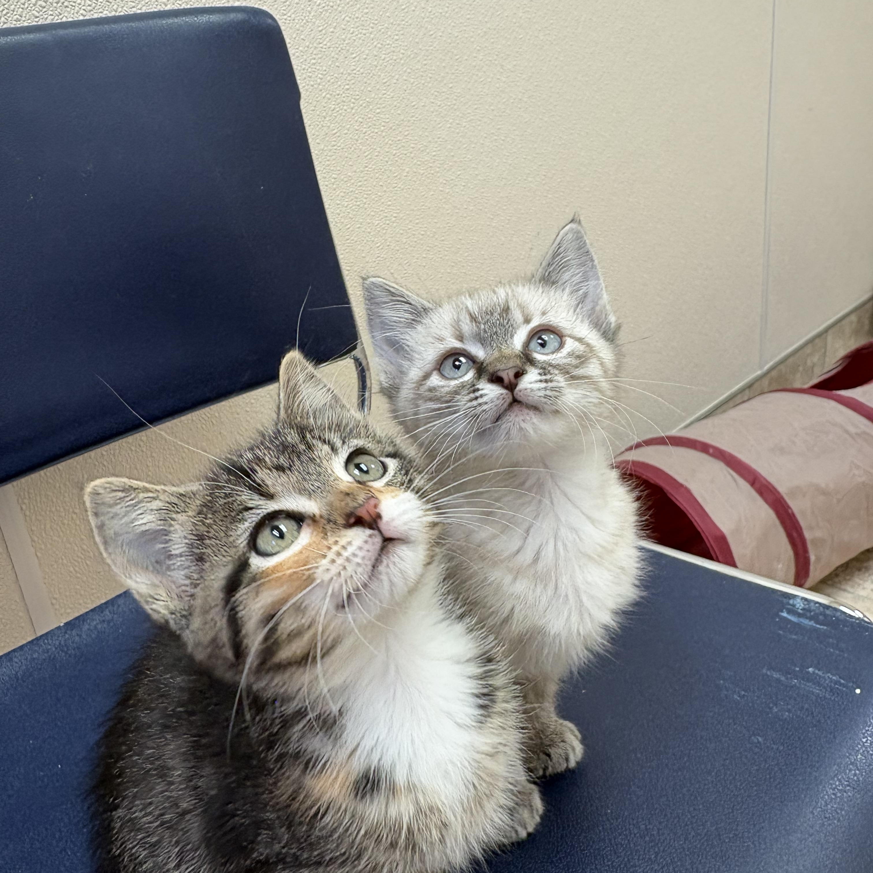 Enlarge Earl and Collette, a ADOPTABLE mixed breed in Hays, KS image 4/6
