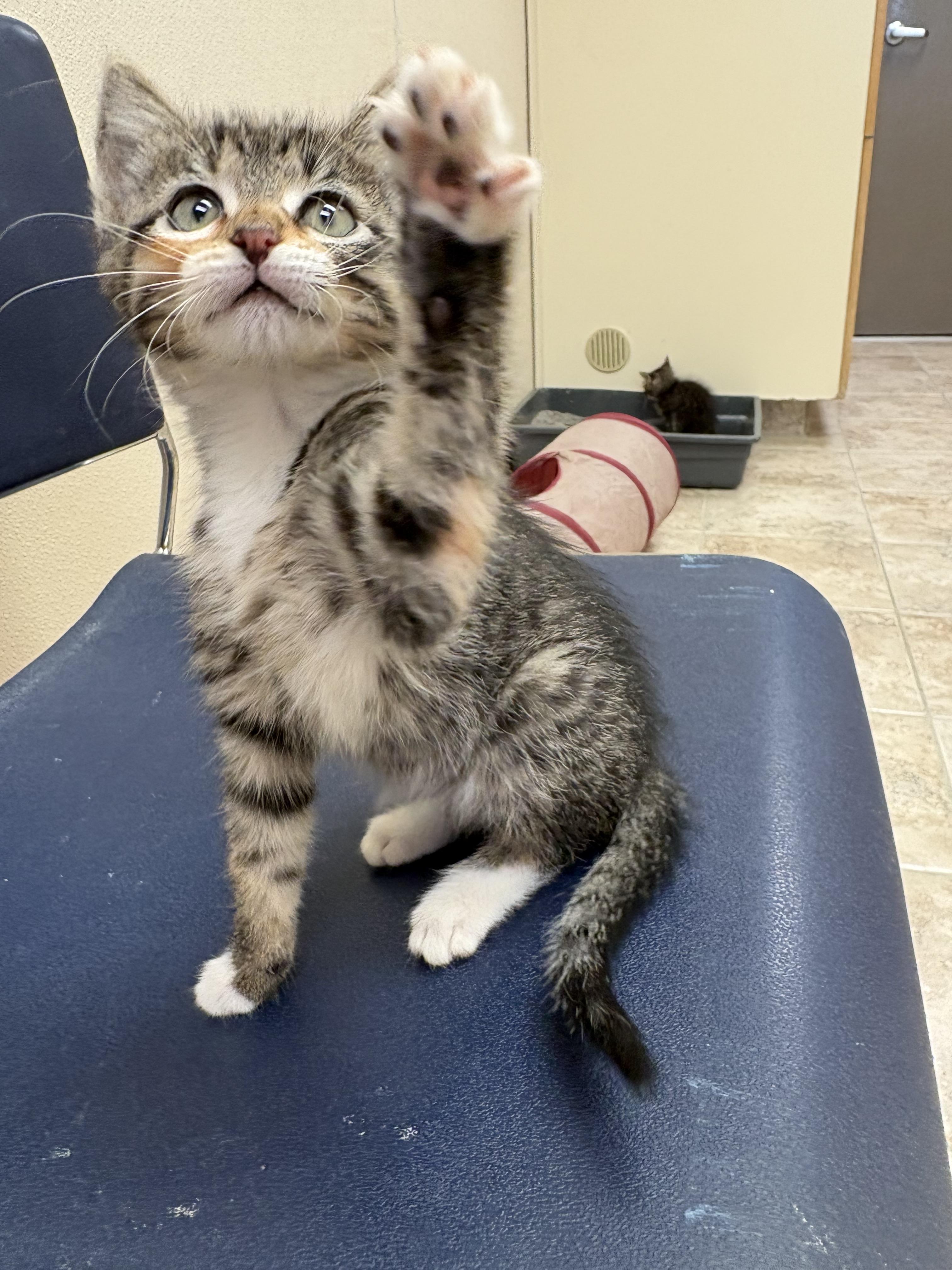 Enlarge Earl and Collette, a ADOPTABLE mixed breed in Hays, KS image 6/6