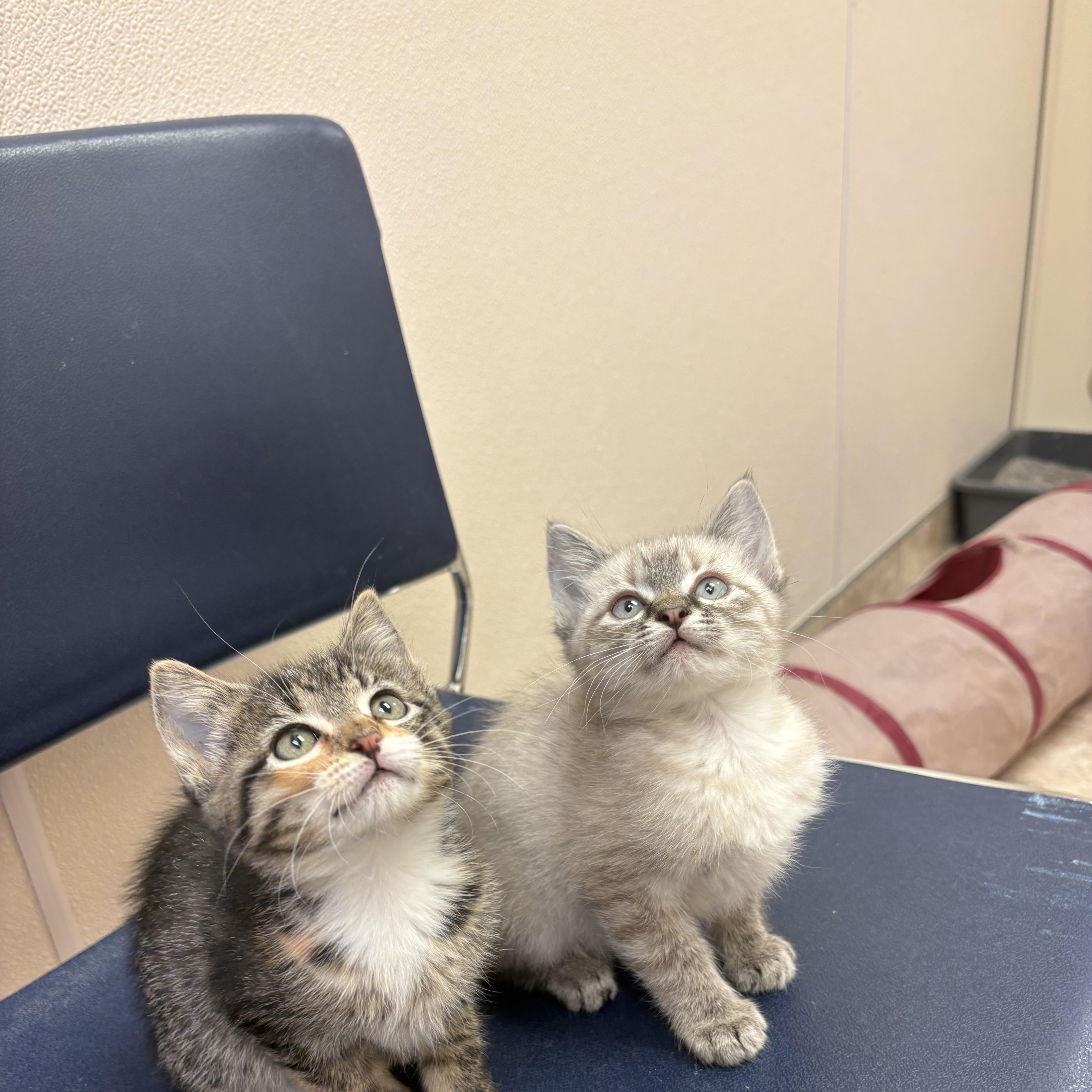 Earl and Collette, ADOPTABLE, Young Male Domestic Short Hair.