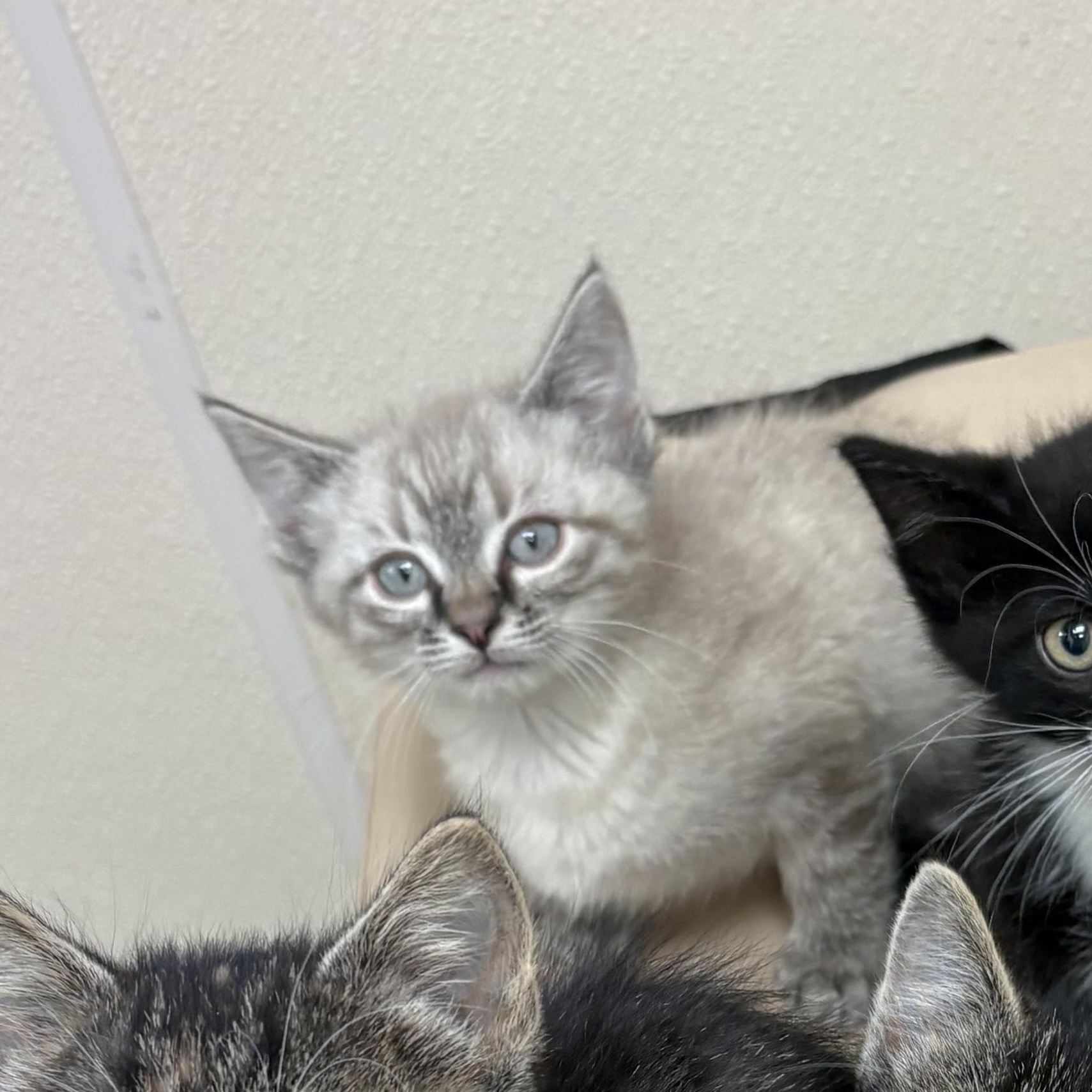 Kittens, ADOPTABLE, Young Male Domestic Short Hair.