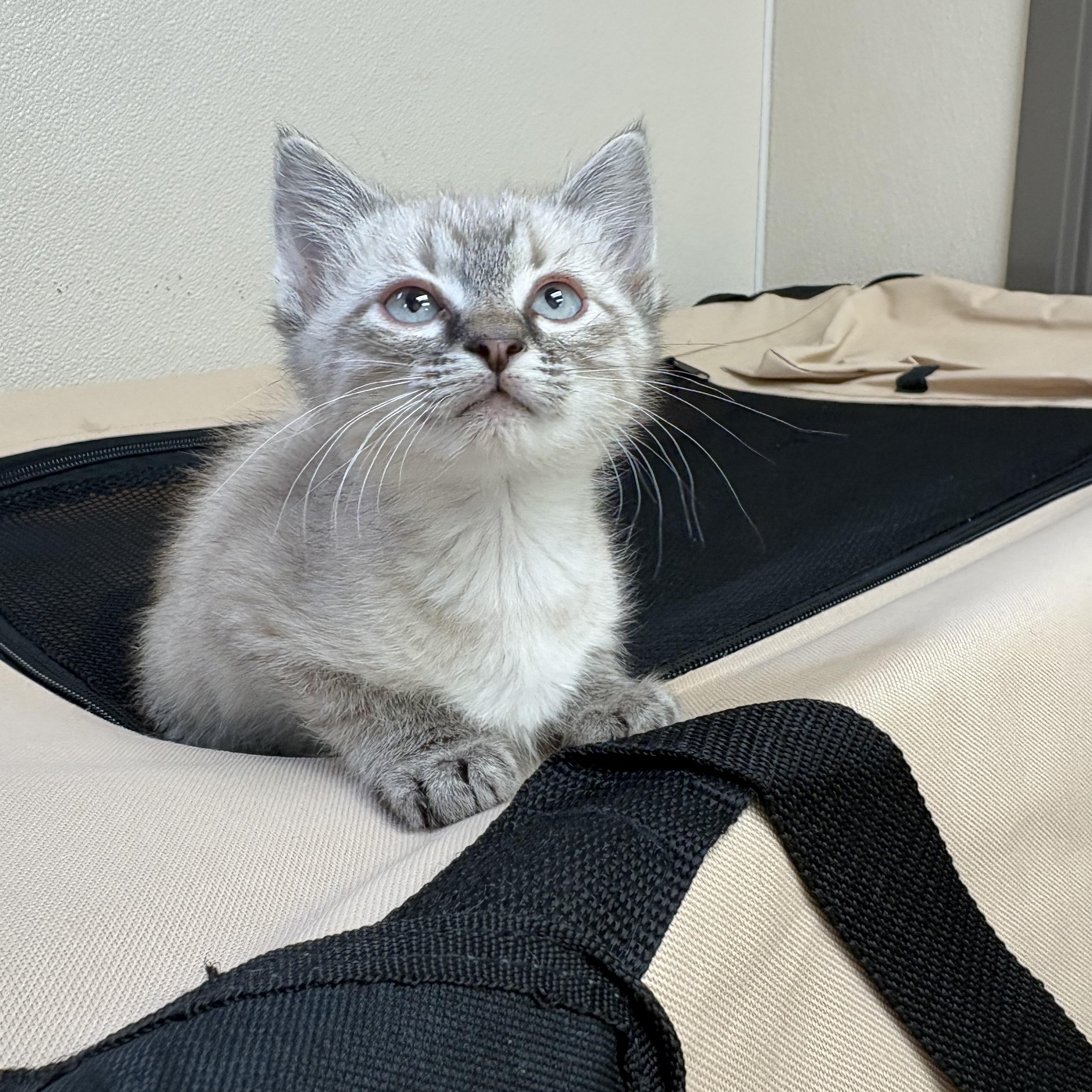 Kittens, a ADOPTABLE mixed breed in Hays, KS image 2/3