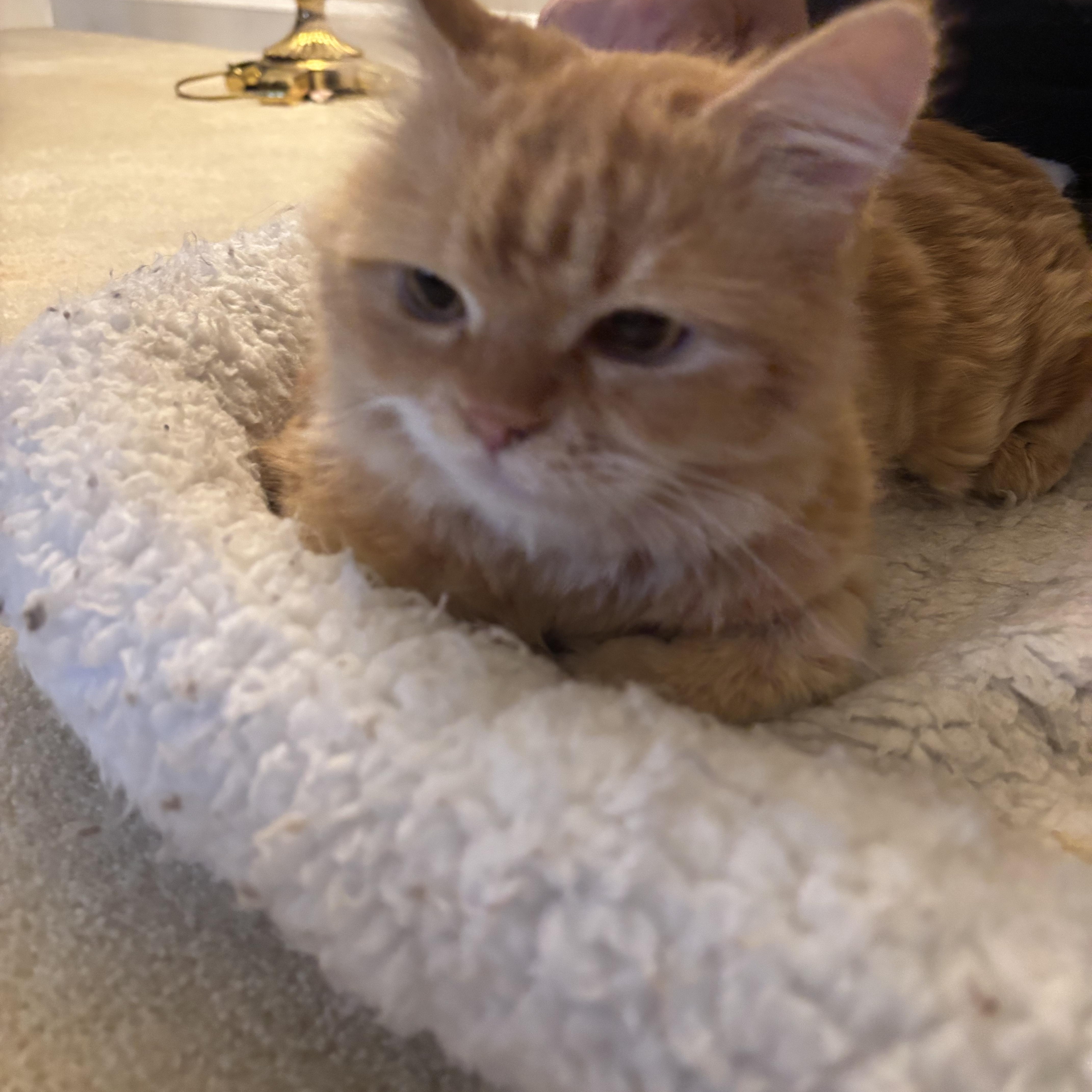 Enlarge Mokka (part Persian), a ADOPTABLE Persian in Fairfax, VA image 2/5