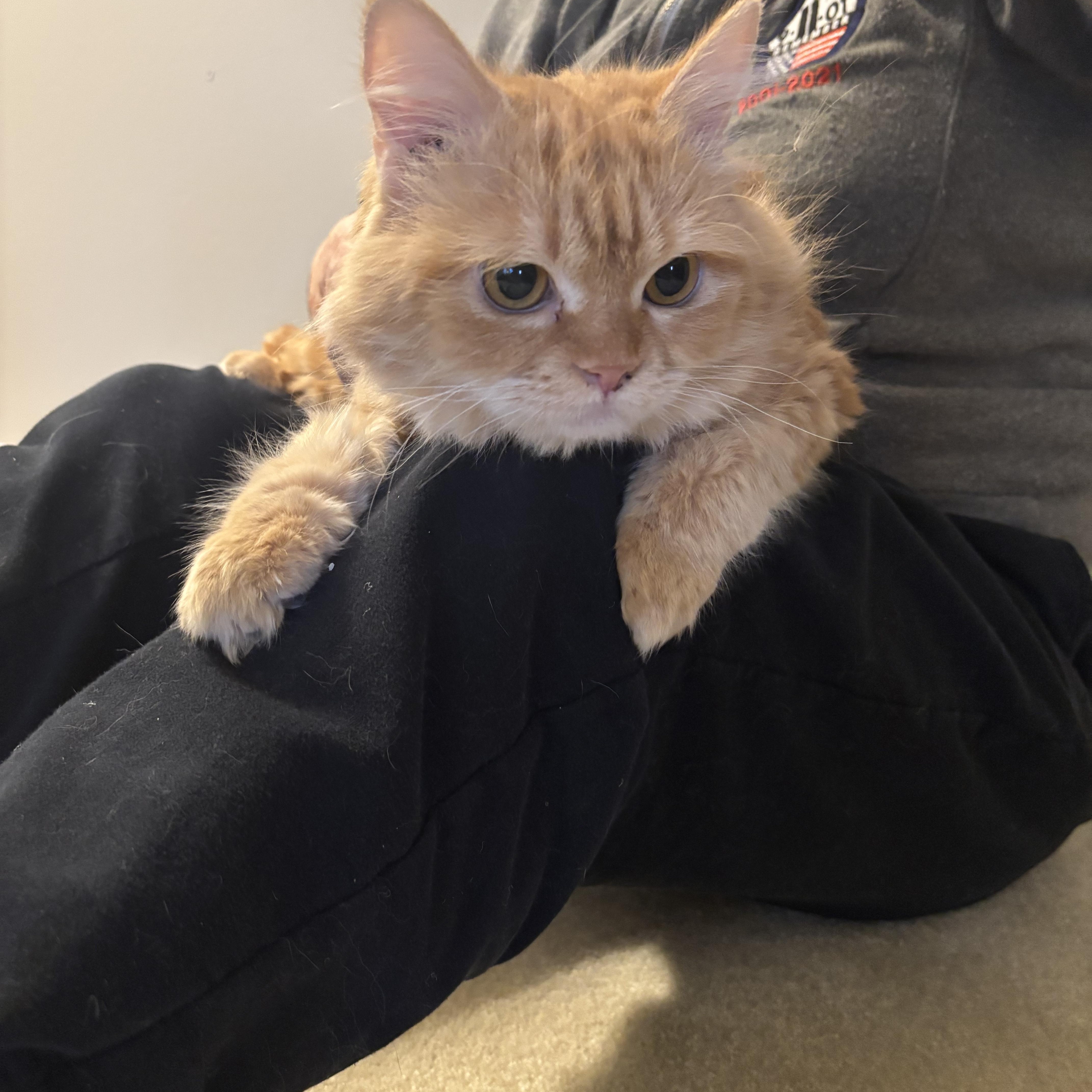 Enlarge Mokka (part Persian), a ADOPTABLE Persian in Fairfax, VA image 4/5