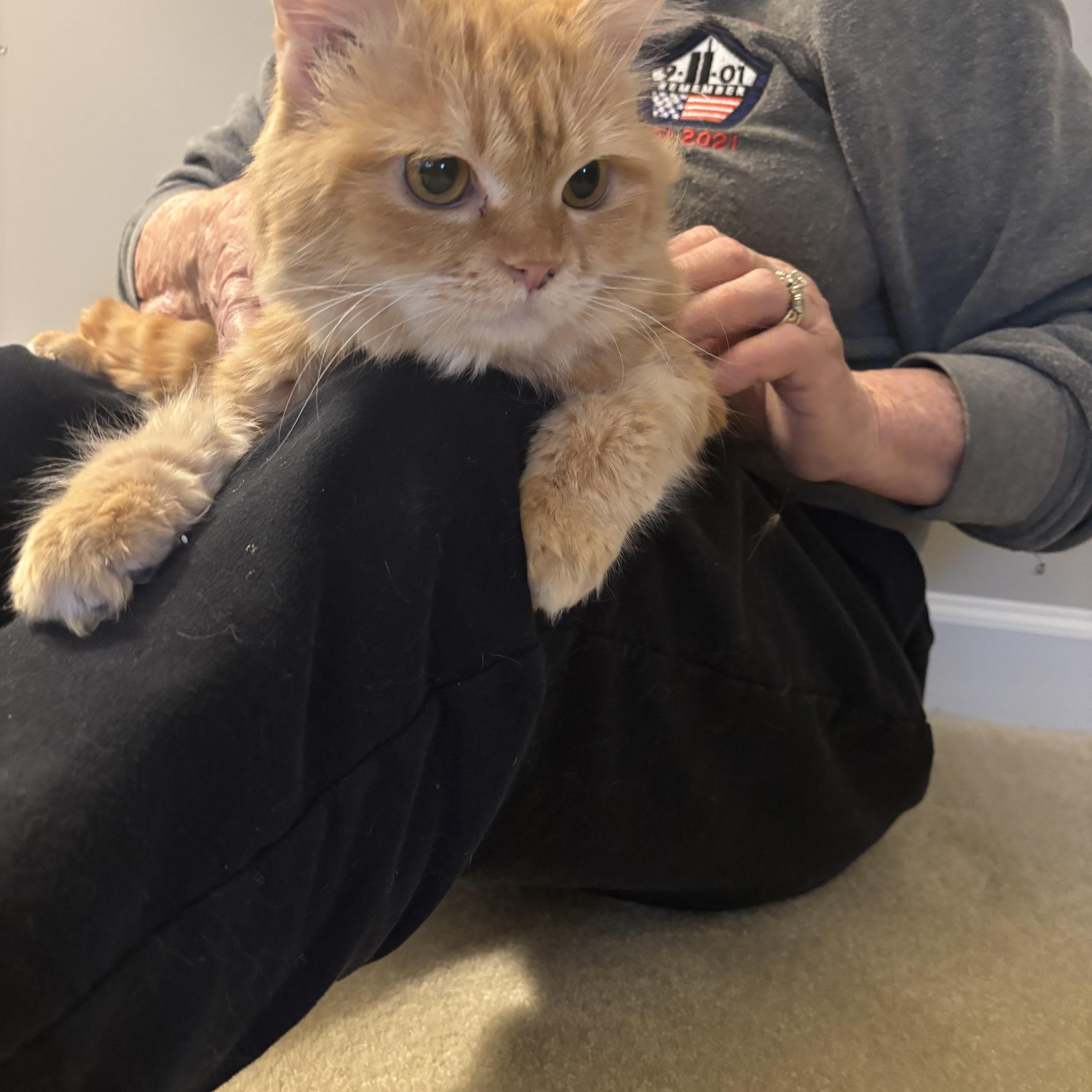 Enlarge Mokka (part Persian), a ADOPTABLE Persian in Fairfax, VA image 3/5