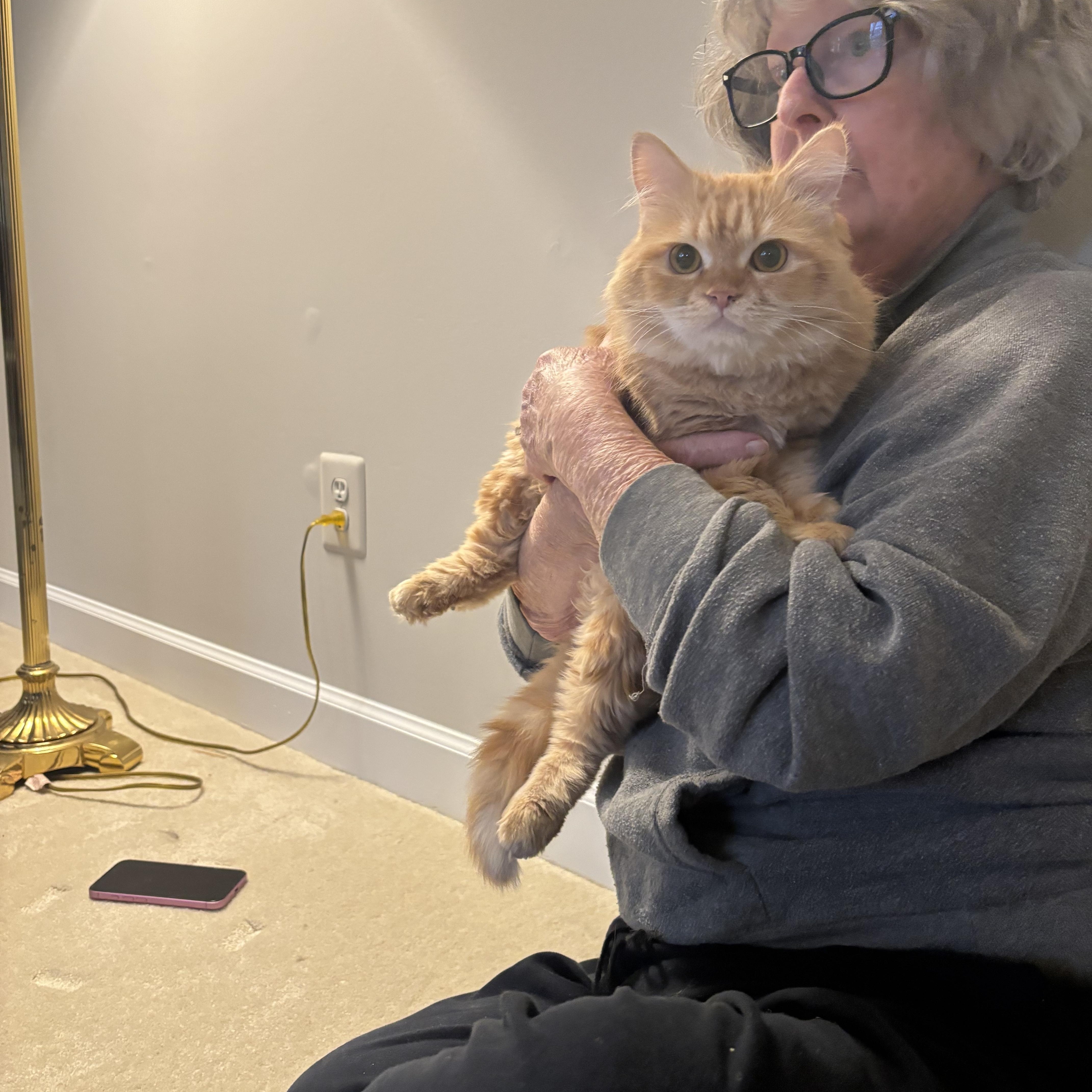 Enlarge Mokka (part Persian), a ADOPTABLE Persian in Fairfax, VA image 5/5