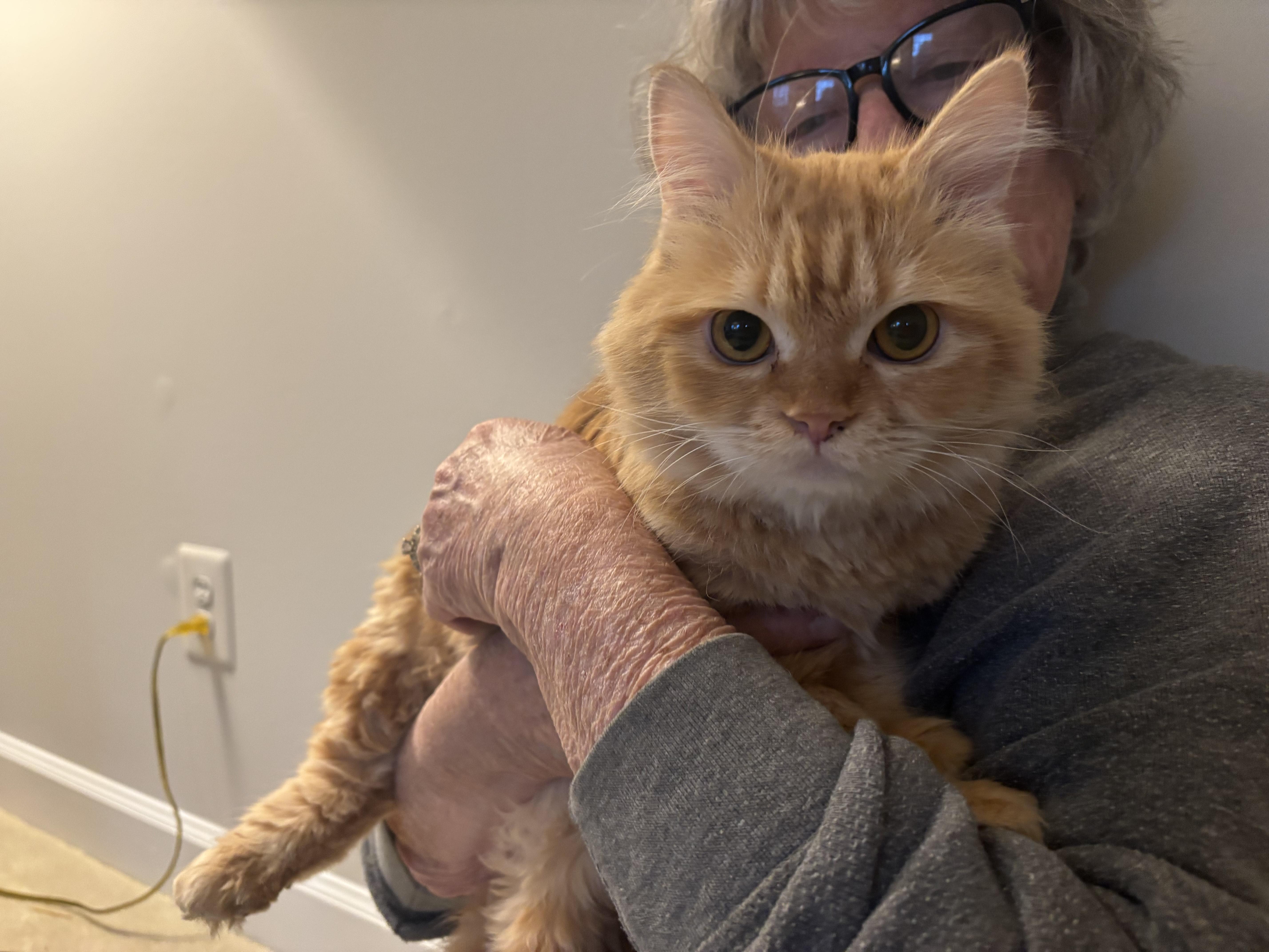 Mokka (part Persian), ADOPTABLE, Young Female Persian.