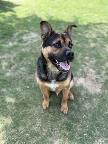 Joe, a Adoptable mixed breed in Memphis, TN image 2/3