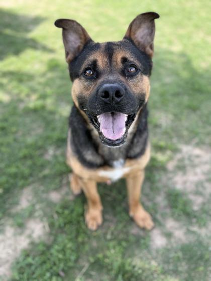 Joe, a Adoptable mixed breed in Memphis, TN image 3/3