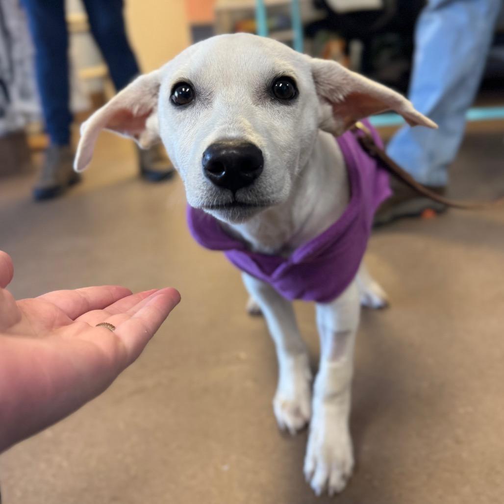 Boonie, Adoptable, Puppy Male Mixed Breed.