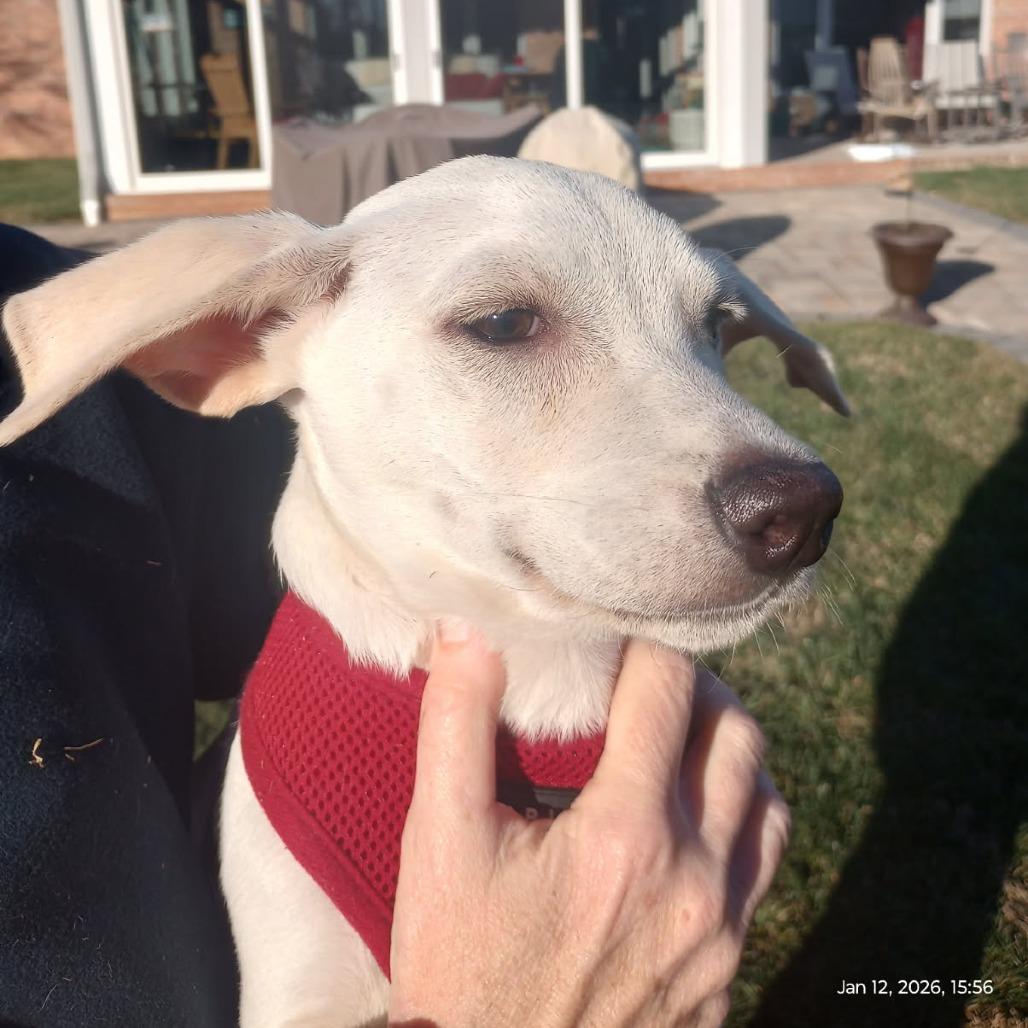 Boonie, Adoptable, Puppy Male Mixed Breed.