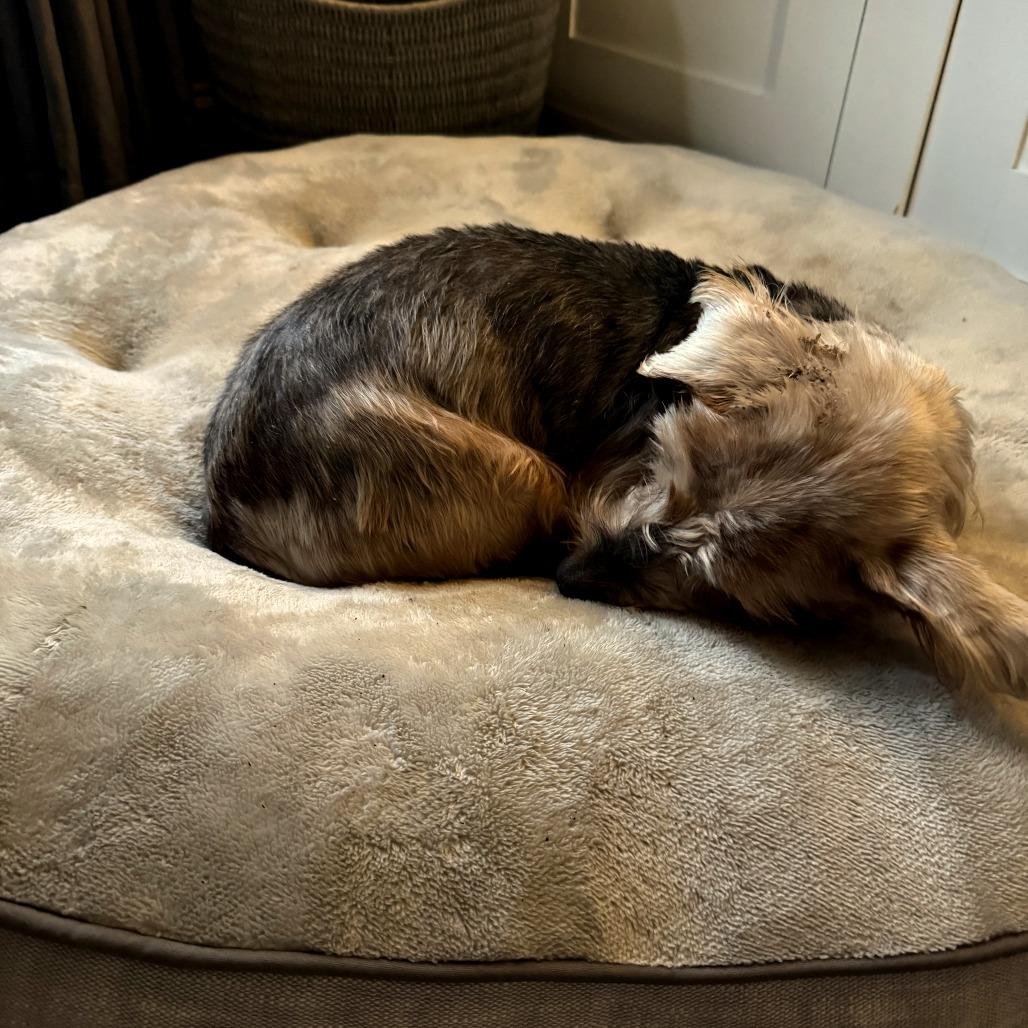 Lucien, Adoptable, Senior Male Mixed Breed & Yorkshire Terrier.