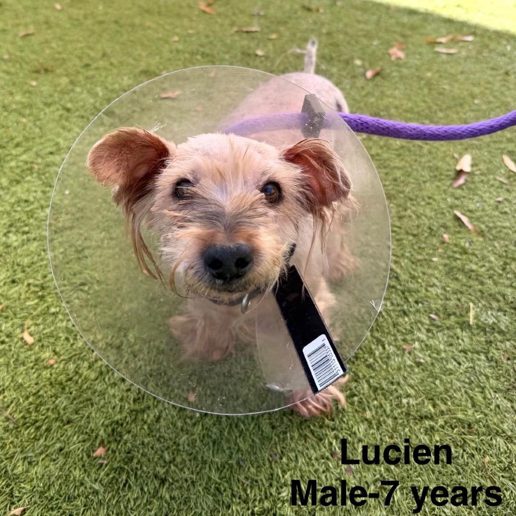 Enlarge Lucien, a Adoptable mixed breed in Rockville, MD image 3/5